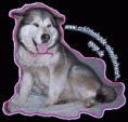 /album/fotogalerie-herzlich-willkommen-bei-meine-hunde/asura-e-gif1/